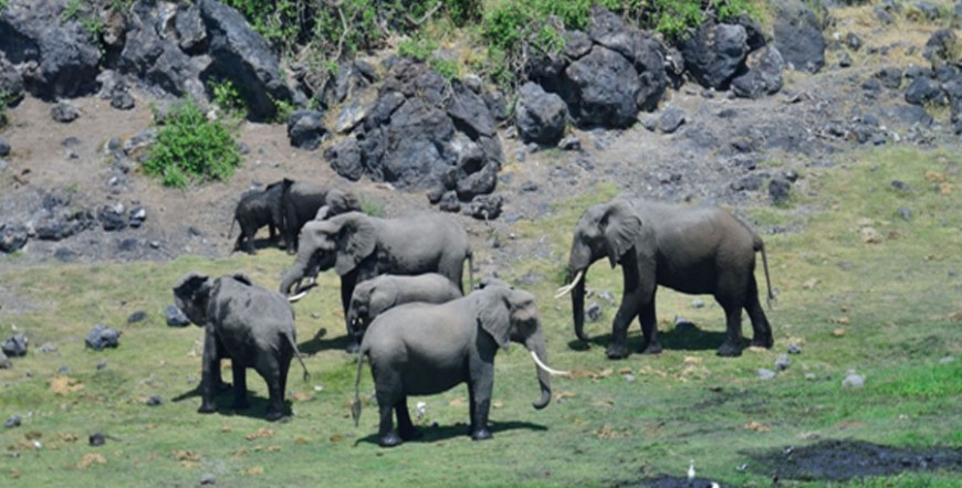 Amboseli/ Naivasha/ Mara