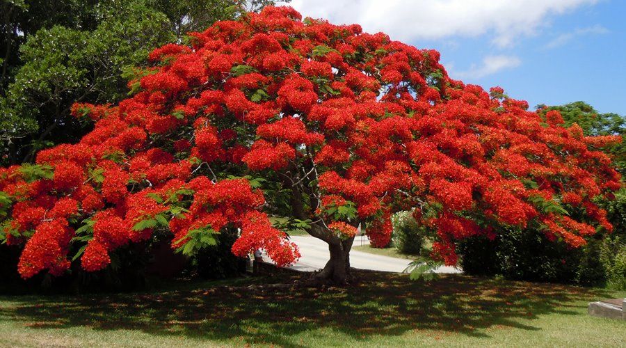 Bermuda