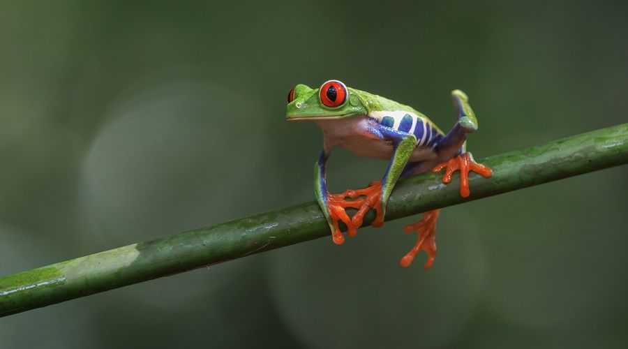 Costa Rica