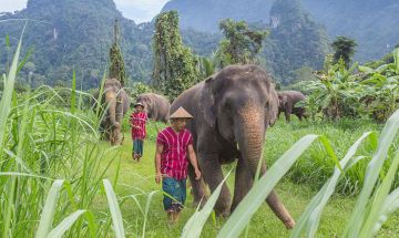 12 Nights Phuket, Elephant Hills & Koh Samui