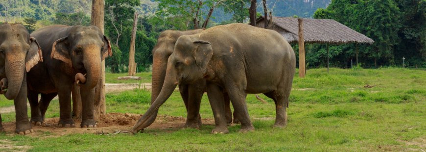 Where To Visit If You Love Elephants