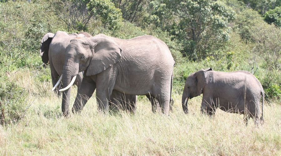 elephant safari