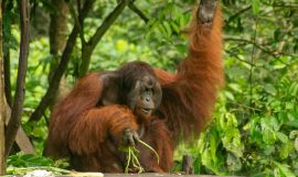 Malaysian Orangutans & Borneo Islands