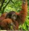 Malaysian Orangutans & Borneo Islands