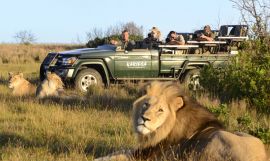 Best of Cape Town, Wineland & Malaria-Free Game Reserve Safari
