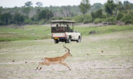 Cape Town, Victoria Falls, Botswana Safari