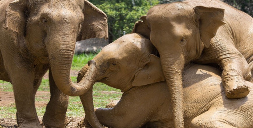 Elephant Hills Jungle Safari