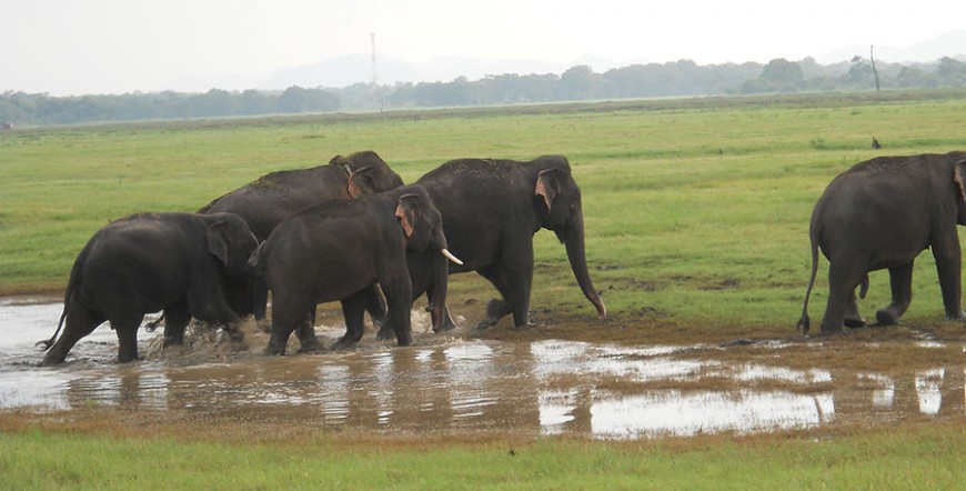 Sri Lanka Classic Tour